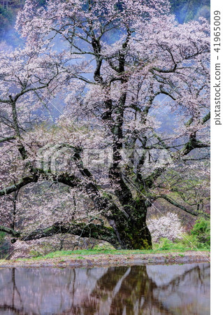櫻花的橋樑 41965009