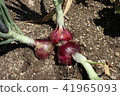 Red Onion 41965093