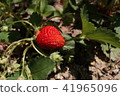 Strawberries 41965096