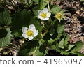 Strawberry flowers 41965097