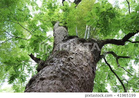 骸車和竹子 41965199