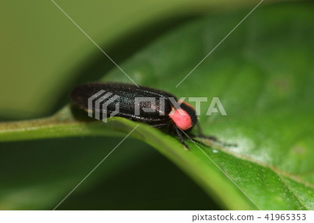 生物昆蟲Hayake螢火蟲，休息時我向下彎曲頭部並將其藏在胸前。難道不痛嗎？ 41965353