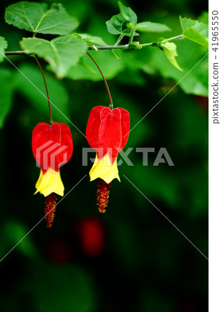 Ukitsuriboku flower 41965550