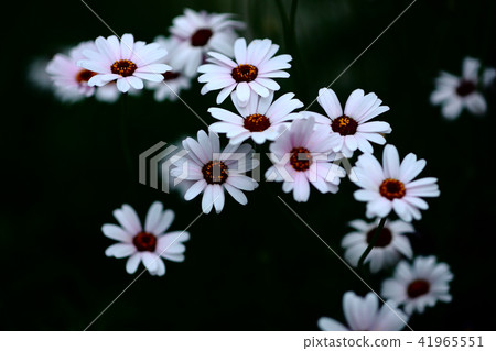 Osteopoulmum white flower 41965551