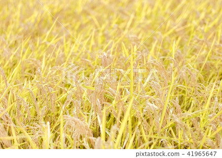 Autumn rice (October) Autumn rice (October) 41965647