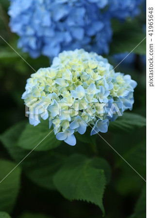 hydrangea hydrangea 41965648
