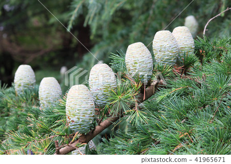 Green egg Green egg 41965671