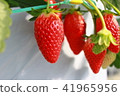 Strawberry picking 41965956