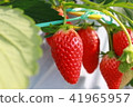 Strawberry picking 41965957