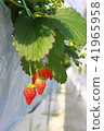 Strawberry picking 41965958
