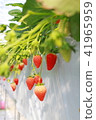 Strawberry picking 41965959