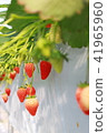 Strawberry picking 41965960