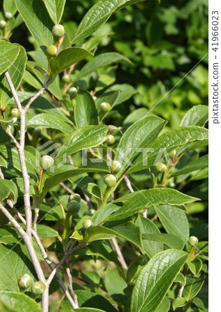 Buds of Nutsubaki (Princess Shara) Buds of Nutsubaki (Princess Shara) 41966023
