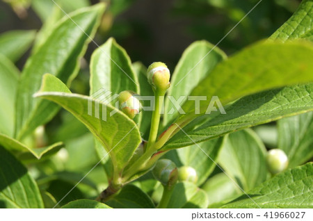 Nutsubaki的芽（沙拉公主） 41966027