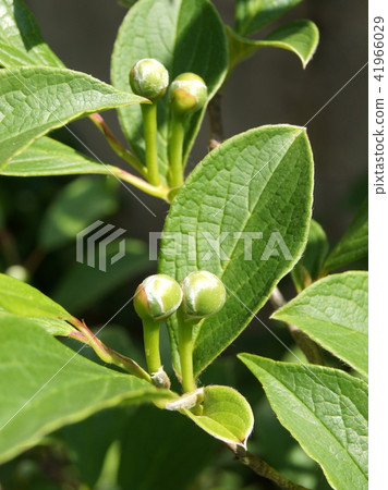 Buds of Nutsubaki (Princess Shara) 41966029