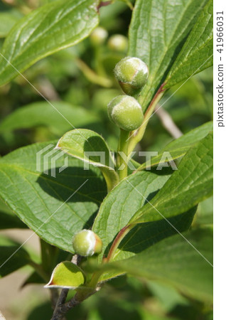 Buds of Nutsubaki (Princess Shara) Buds of Nutsubaki (Princess Shara) 41966031