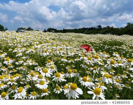 Chamomile fragrant Aoyama herb garden Chamomile fragrant Aoyama herb garden 41966050