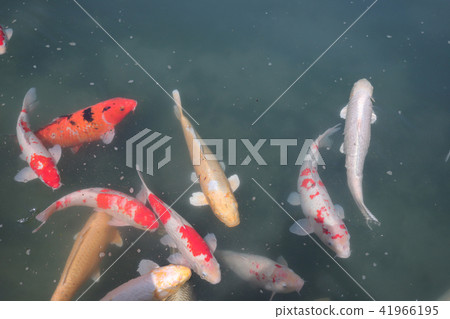 Koi Carps Swimming In The Pond  Korakuen 41966195