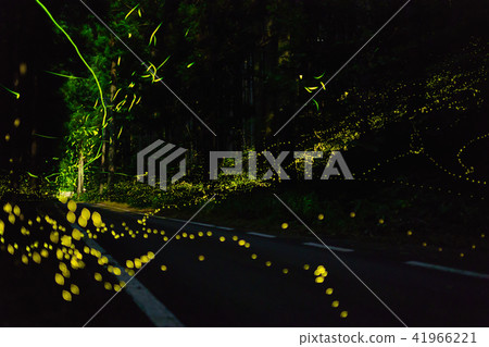 Hime ballar和Genji螢火蟲的比賽 41966221