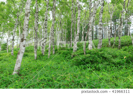 Kumazasa growing birch forest 41966311