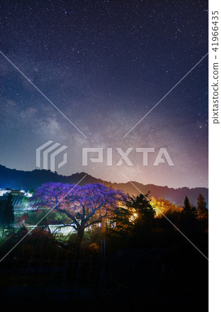 Black Ship's cherry blossoms Black Ship's cherry blossoms 41966435