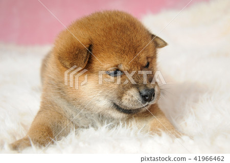 Shiba Inu's baby on the 29th day after birth Shiba Inu's baby on the 29th day after birth 41966462