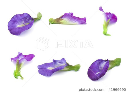Set of Beautiful Purple Butterfly Pea Flowers Set of Beautiful Purple Butterfly Pea Flowers 41966690