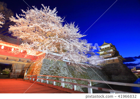 Suwa Takashima Castle night cherry light up 41966832