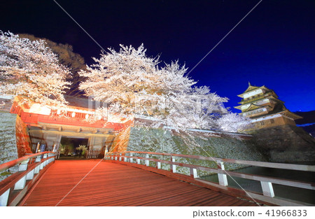 Suwa Takashima Castle night cherry light up 41966833