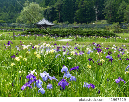 長澤寺的花 長澤寺的花 41967329