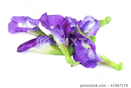 Pile of Beautiful Purple Butterfly Pea Flowers Pile of Beautiful Purple Butterfly Pea Flowers 41967379