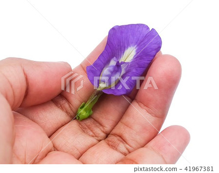 Hand Holding Beautiful Purple Butterfly Pea Flower Hand Holding Beautiful Purple Butterfly Pea Flower 41967381