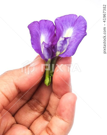 Hand Holding Purple Butterfly Pea Flowers Hand Holding Purple Butterfly Pea Flowers 41967382