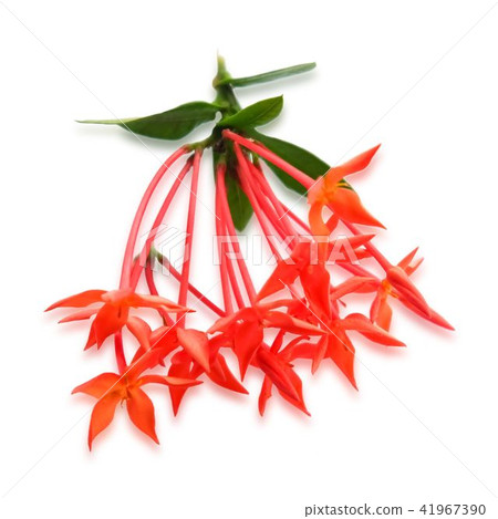 Fresh Red Ixora Flowers on White Background 41967390