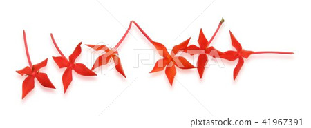 Fresh Red Ixora Flowers on White Background 41967391
