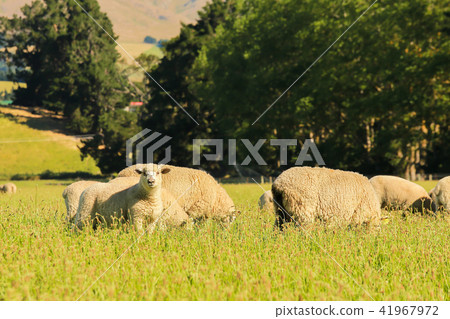 Baby sheep over green glass farming animal  41967972