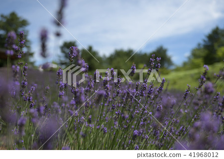 薰衣草 41968012