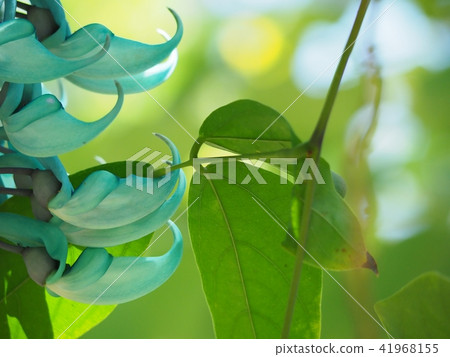 Honeysuckle 41968155