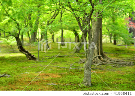 Blue maple in the garden 41968411