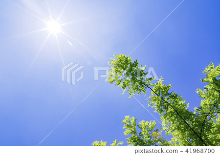 太陽和綠色 太陽和綠色 41968700