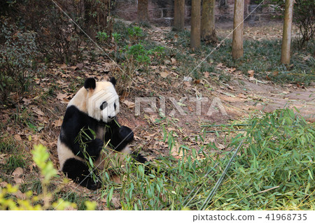 大熊貓繁育研究基地·熊貓 41968735