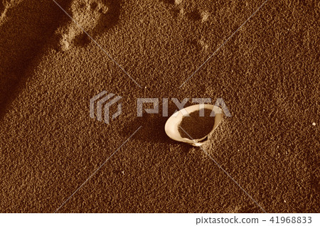 Sand beach shell beach seashore 41968833