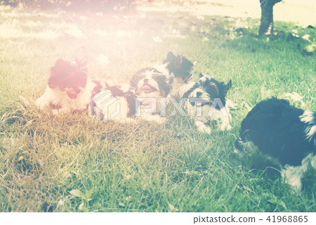 puppy purebred Biewer Yorkshire terrier puppy purebred Biewer Yorkshire terrier 41968865