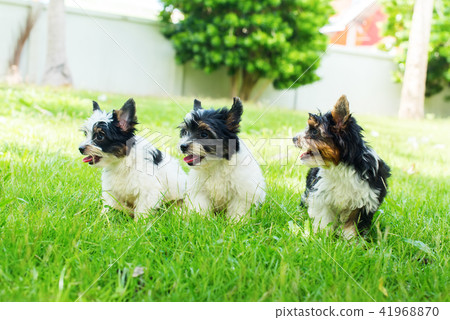 puppy purebred Biewer Yorkshire terrier puppy purebred Biewer Yorkshire terrier 41968870