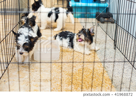 puppy purebred Biewer Yorkshire terrier 41968872