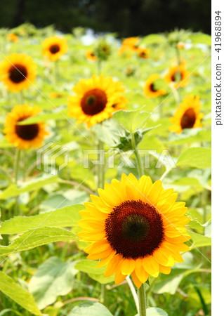 Sunflower 11 41968894