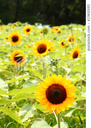 Sunflower 12 41968895