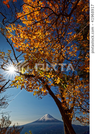 Mt. Fuji seen from Mt. Okaka Mountains of autumn leaves 41968917
