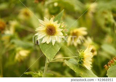 Sunflower 28 41968951