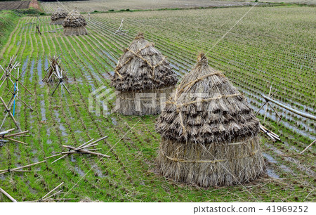 The scenery of rice field in winter Straw house 41969252